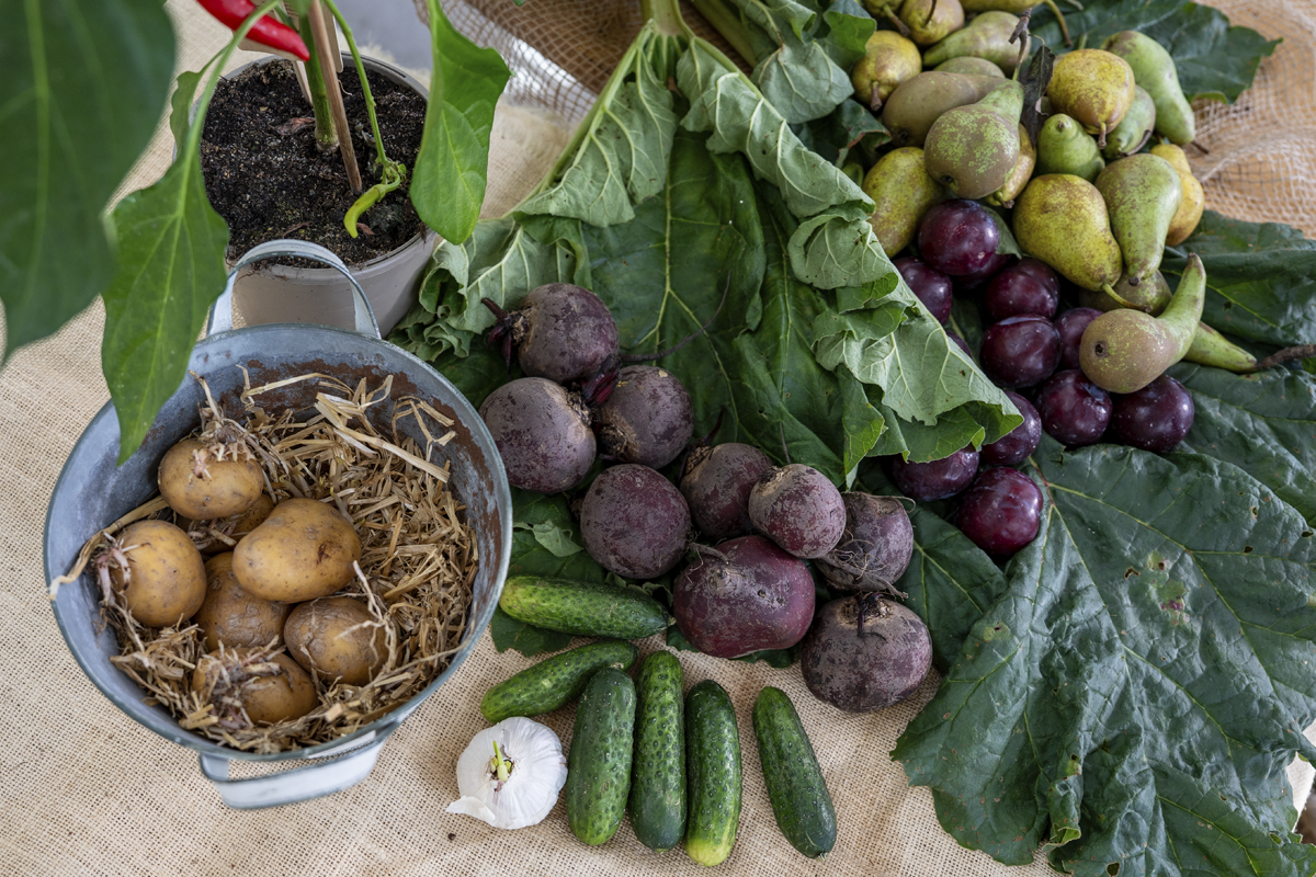 Färsk skörd från trädgården med potatis i en metallhink, rödbeta, gurka, vitlök, plommon, päron och rabarberblad.
