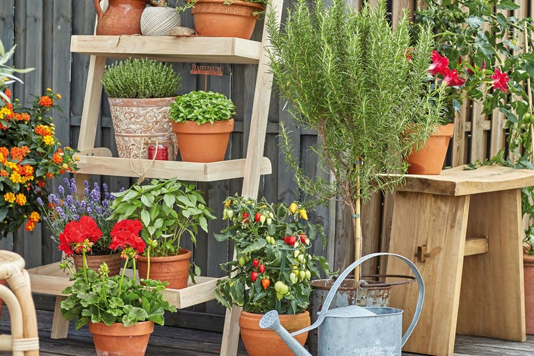 Trähylla med örter, blommor och tomatplantor i terrakottakrukor, tillsammans med en träbänk och en vattenkanna