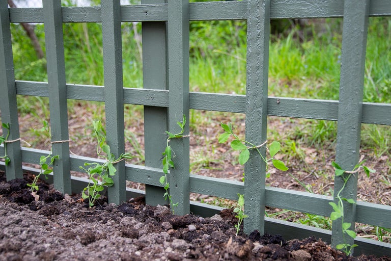 Trästaket med unga växter i en trädgårdsbädd