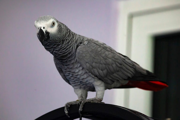 Grå jako med röd stjärt sitter på en pinne