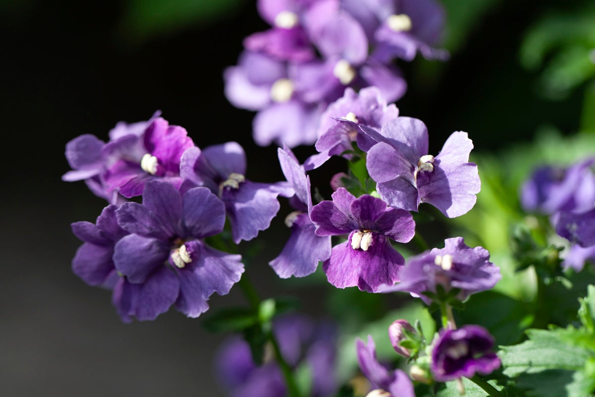 Närbild på blå nemesia blommor med gröna blad.
