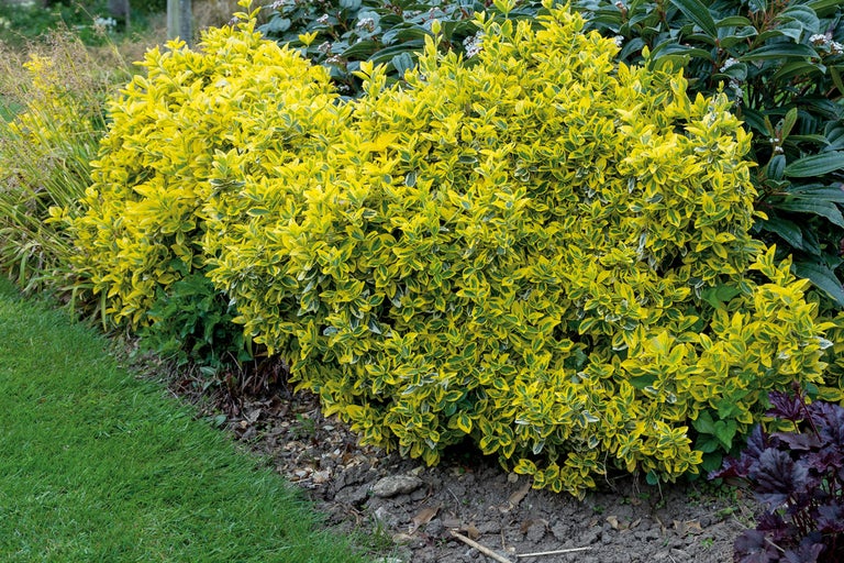 Gul ligusterhäck i trädgården