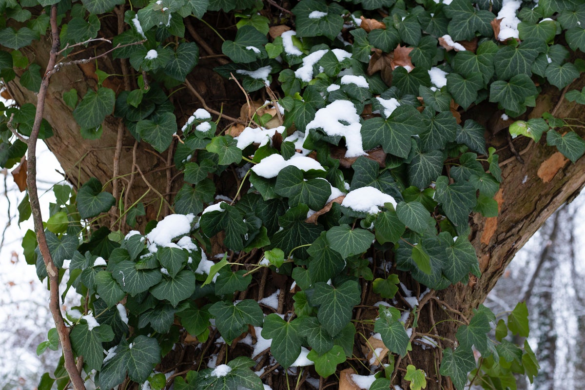 Murgröna på en trädstam täckt av snö