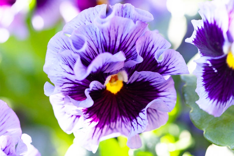 Närbild av en lila trädgårdsblomsterviol