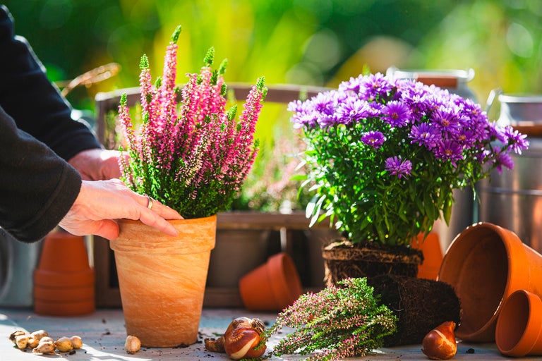 Plantera växter i en kruka