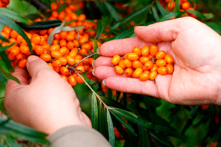 Skörd av havtornsbär för hand.