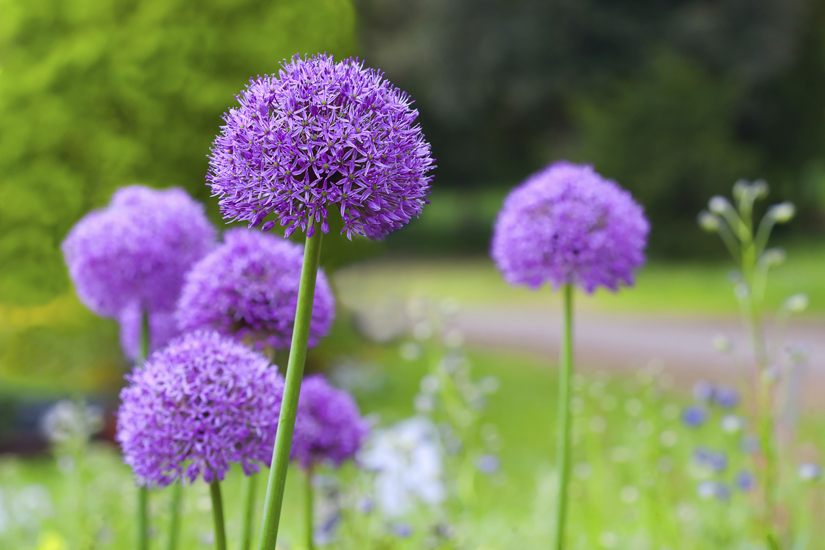 Prydnadslöksblommor i trädgården