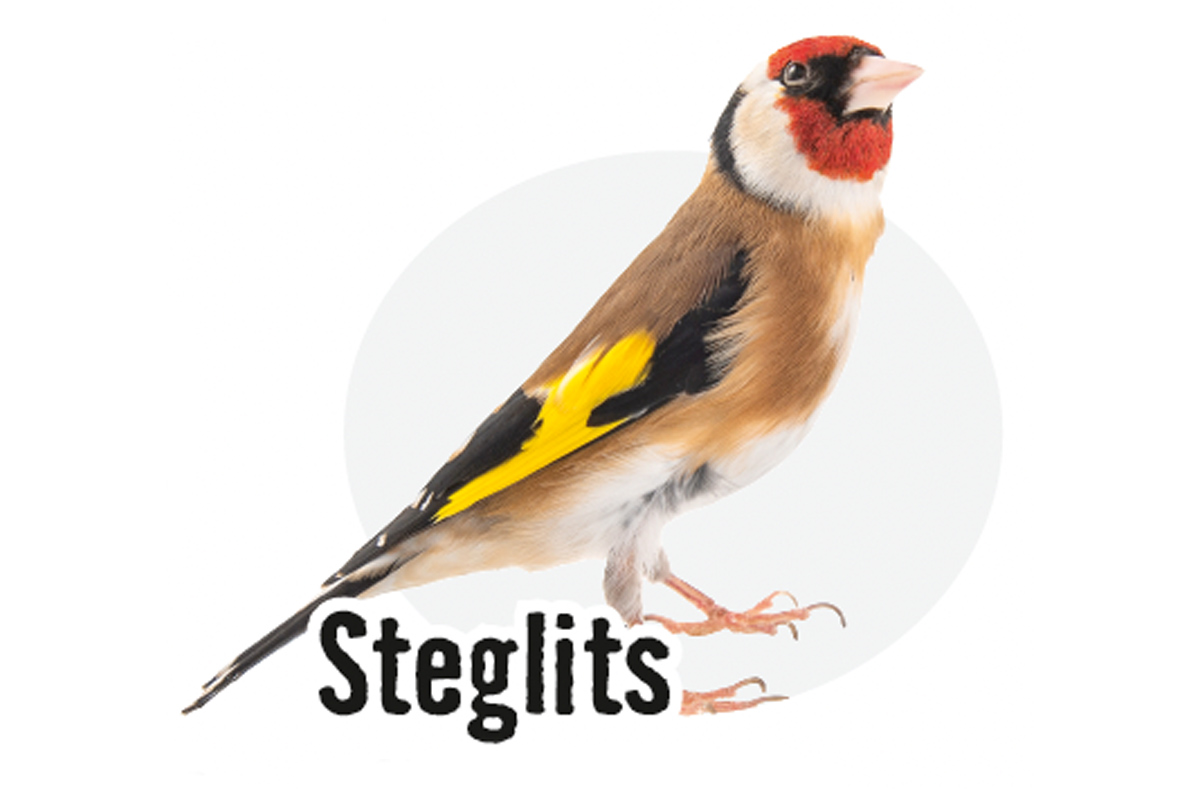 En steglitsfågel