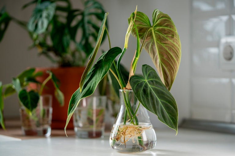 Inomhusväxt i glasbehållare med rötter i vatten