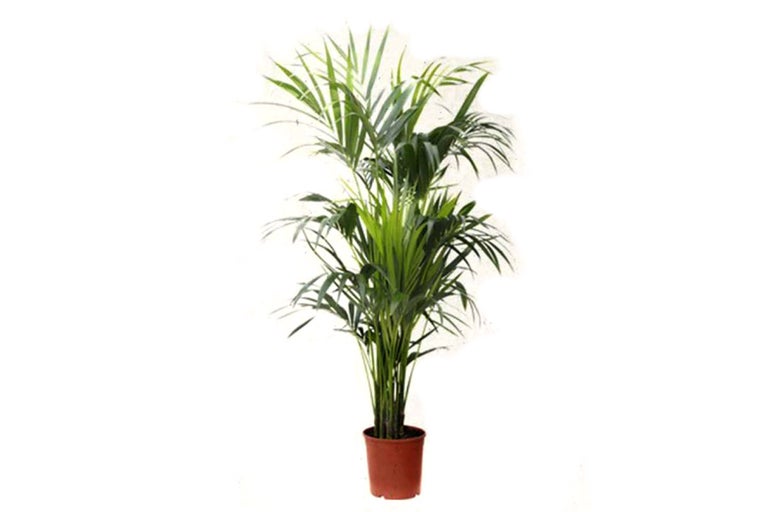 Arecapalm i kruka