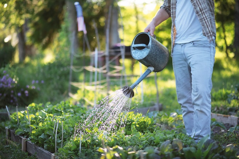 En person vattnar ett grönsaksland i trädgården med en vattenkanna.