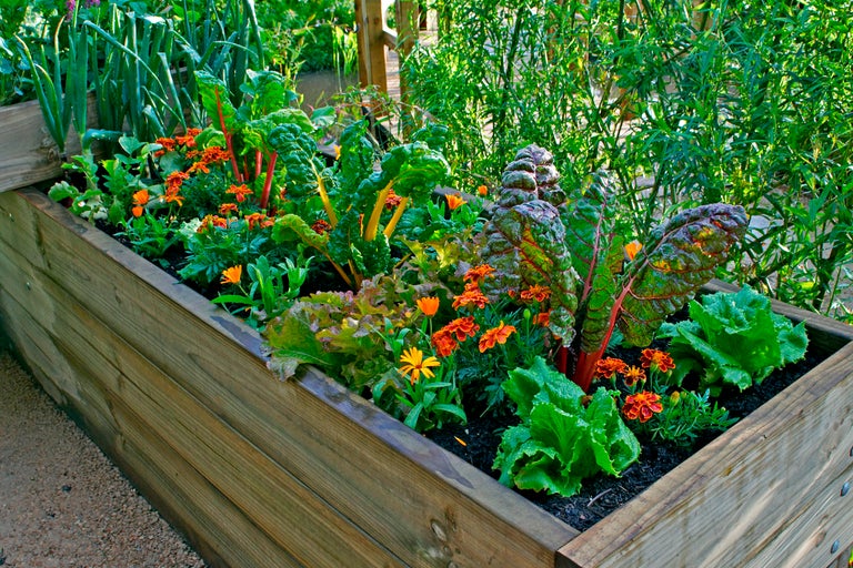 Trädgårdshögbädd i trä med sallad, mangold och ringblommor