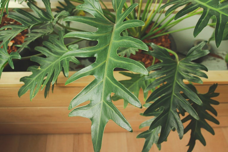 Närbild av en krukväxt med stora, taggiga blad.