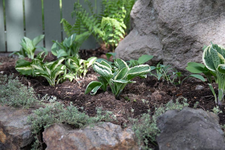 Trädgård med funkior och stenram