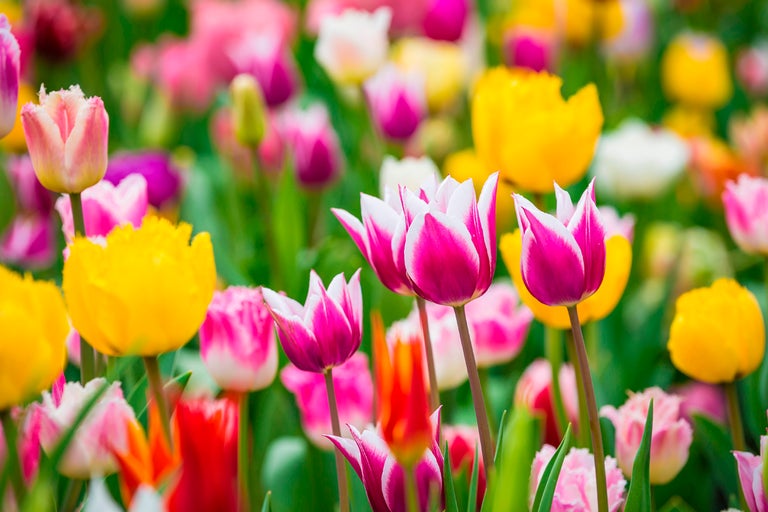 Fält med olika sorters tulpaner