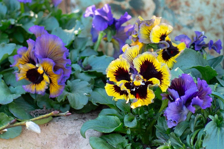 Närbild av violablommor med blad