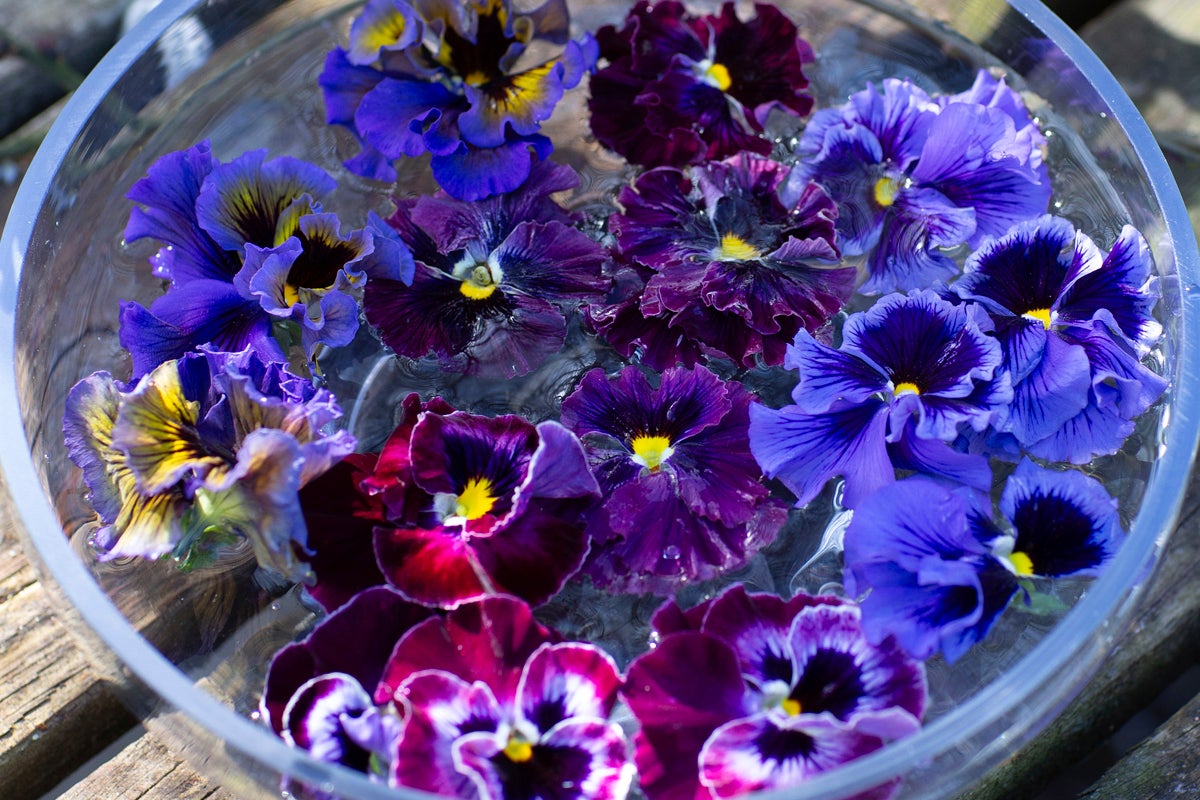 Styvmorsvioler i en glasskål med vatten