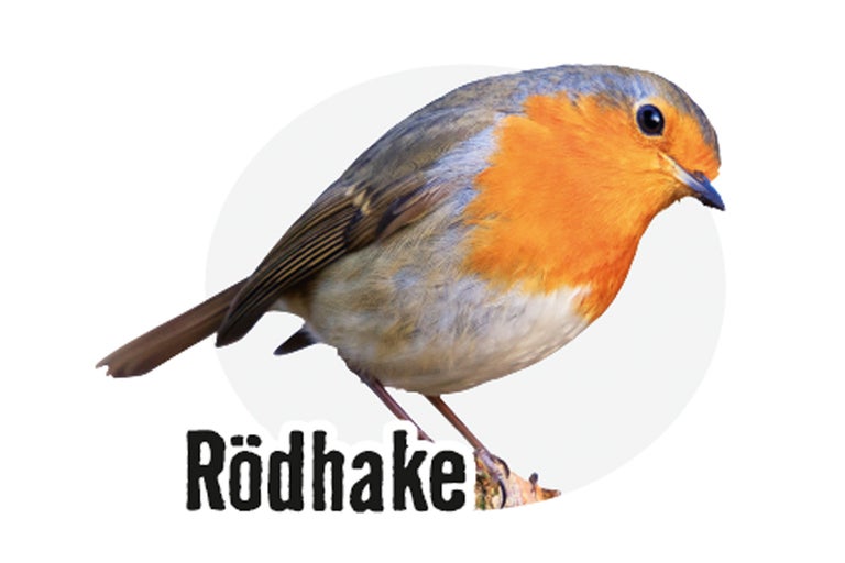 Rödhake fågel på en gren