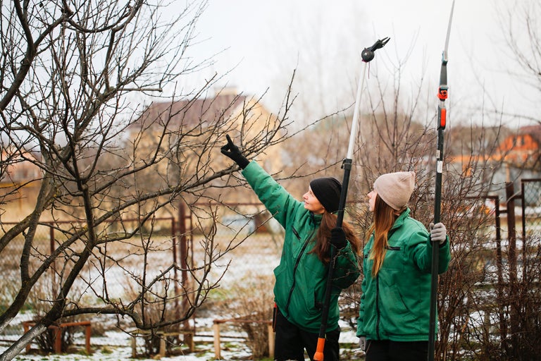Två kvinnor beskär ett träd i trädgården med en teleskopisk grensax och en grensåg.