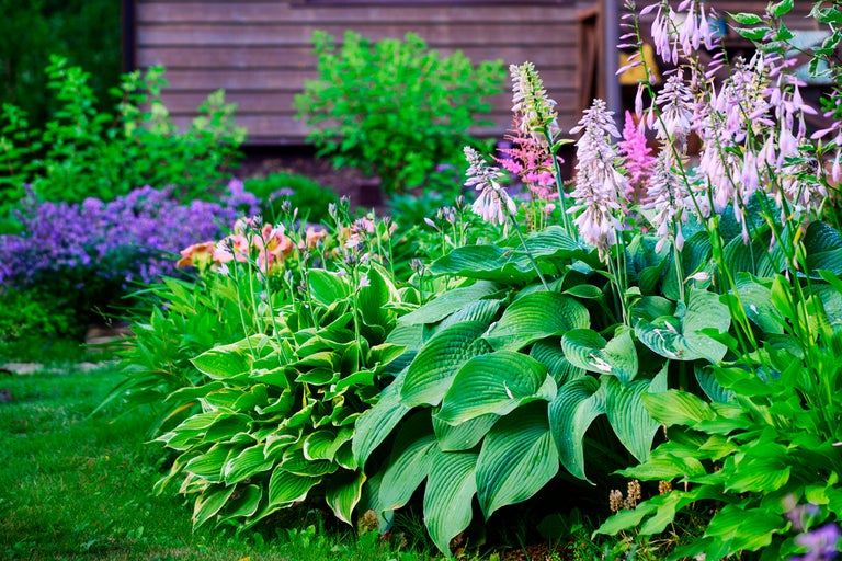 Lummig trädgård med blommande funkior och diverse växter