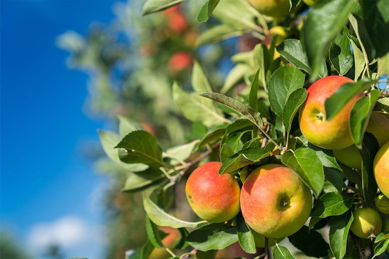 Skörda och förvara frukt – tips & råd
