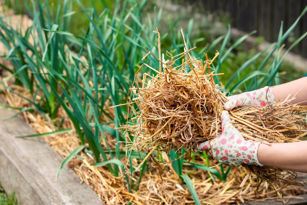 Trädgårdsrabatt med mulch och person med halmbal