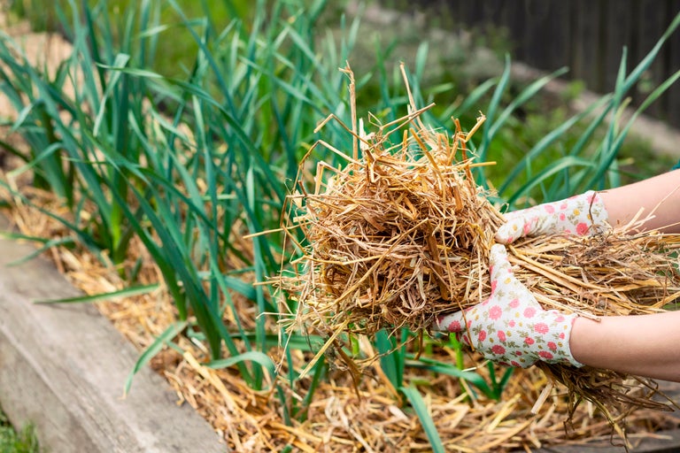Trädgårdsrabatt med mulch och person med halmbal