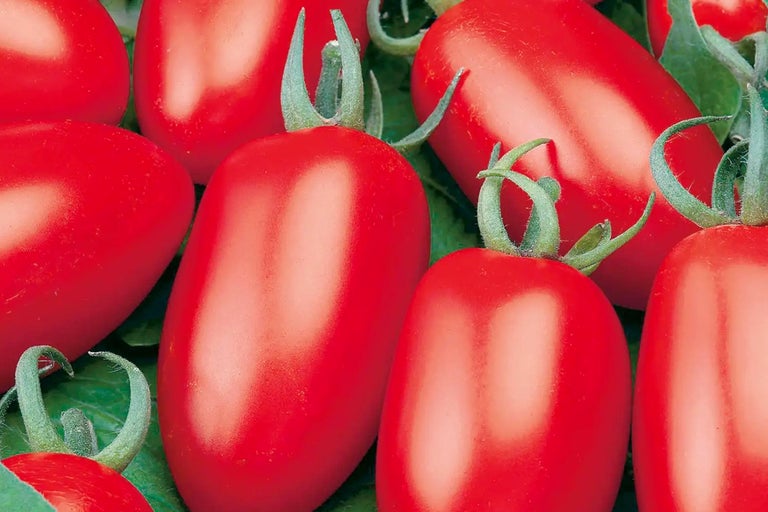 Röda Romatomater på gröna blad