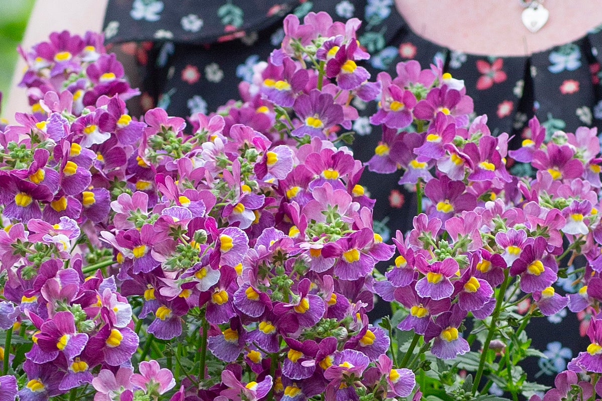 Nemesia med lila blommor och gul mitt.