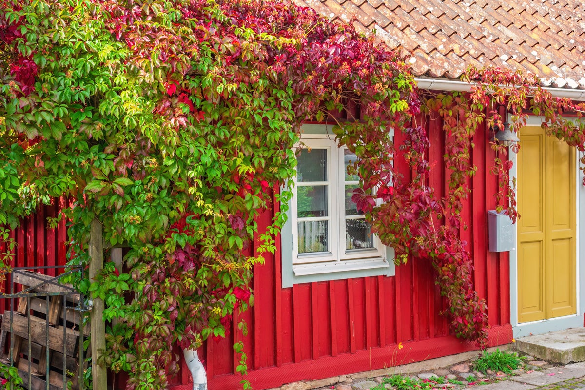 Husfasad med fönster, dörr och klätterväxter
