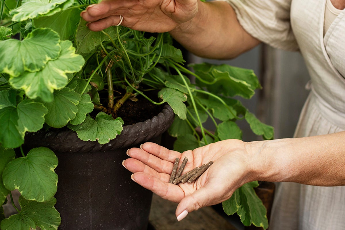 Kvinna håller gödningspinnar för krukväxter i handen