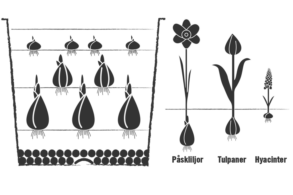 Illustration för plantering av påskliljor, tulpaner och hyacinter i en kruka