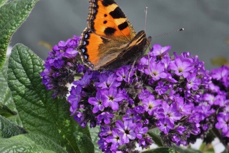 Fjäril på heliotropblommor