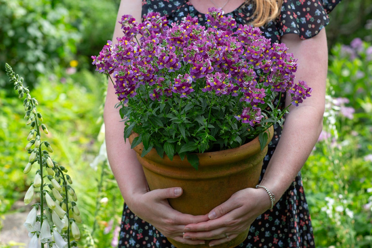 En person håller i en terrakottakruka med blommande lila nemesia i en trädgård.
