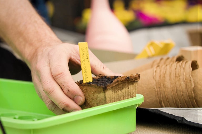En person planterar en tomatplanta i en såddkruka med en gul etikett i en såddlåda.