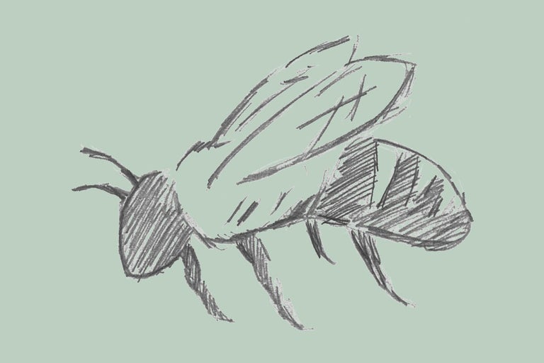 Skiss av ett honungsbi