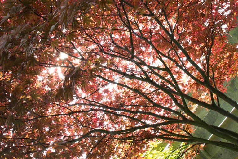 Japansk lönn med löv och grenar