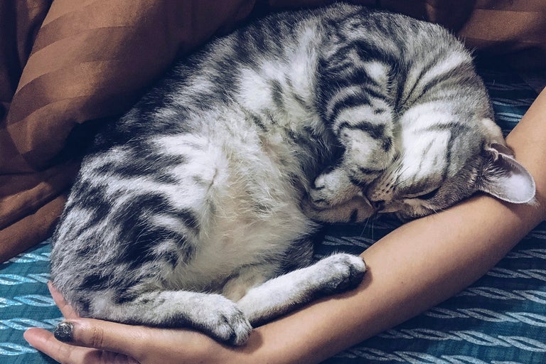 En sovande, tigrerad katt som hålls i armarna.