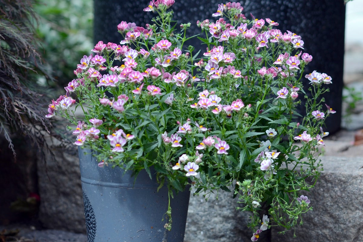 Blommande Nemesia i en dekorativ metallhink på stentrappor.