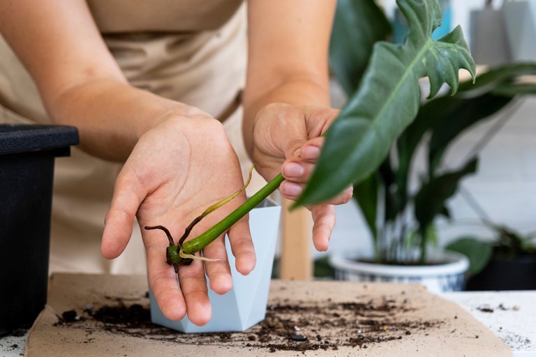 Händer håller en stickling av en krukväxt för förökning
