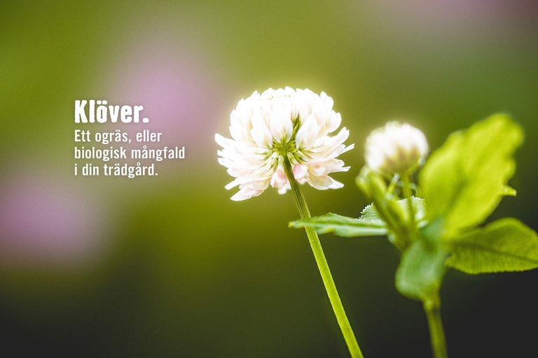Närbild av en blommande klöverväxt
