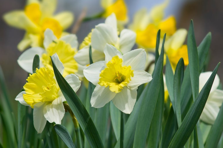 Närbild av vita och gula påskliljor med gröna blad