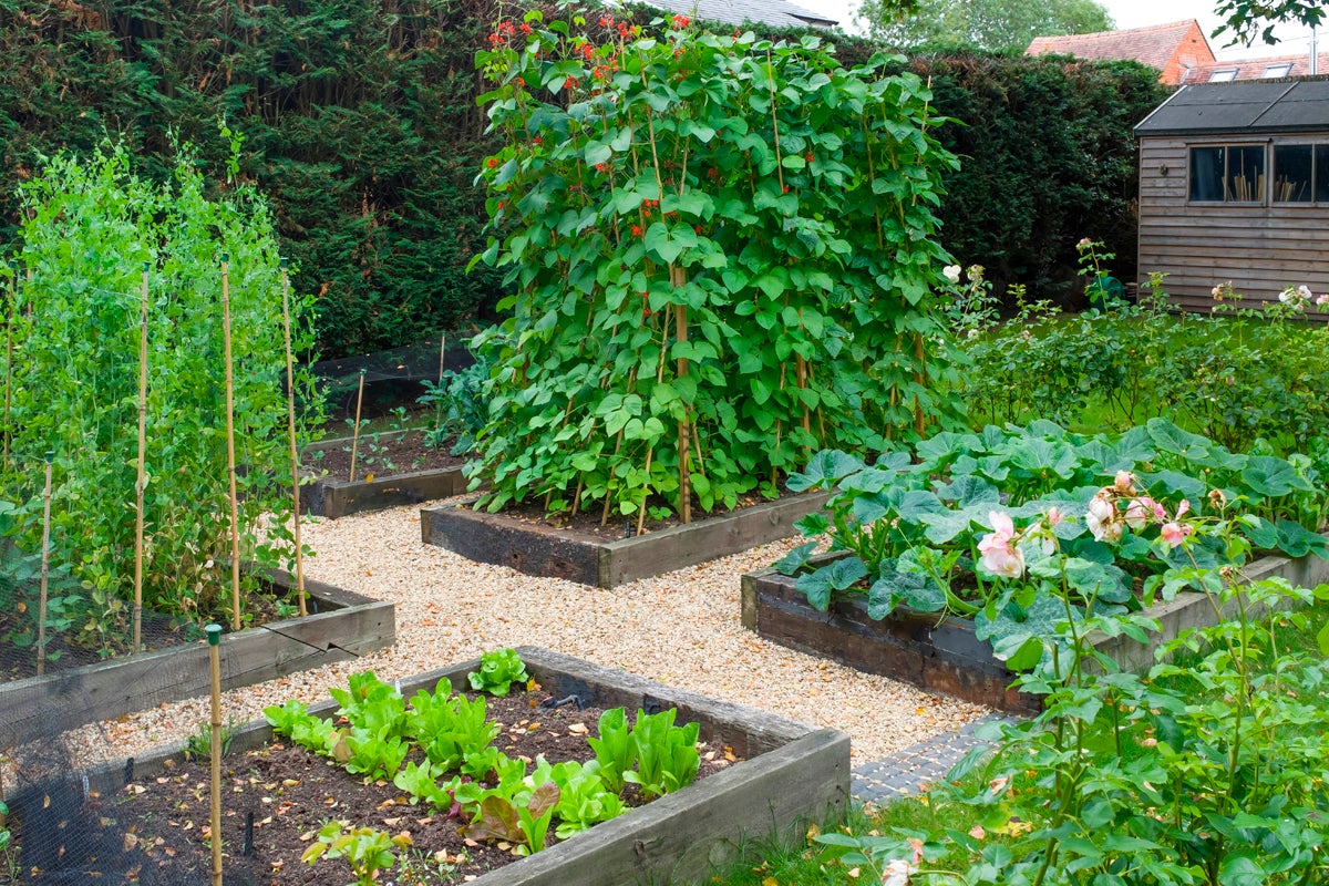 Trädgård med upphöjda rabatter och olika typer av grönsaker