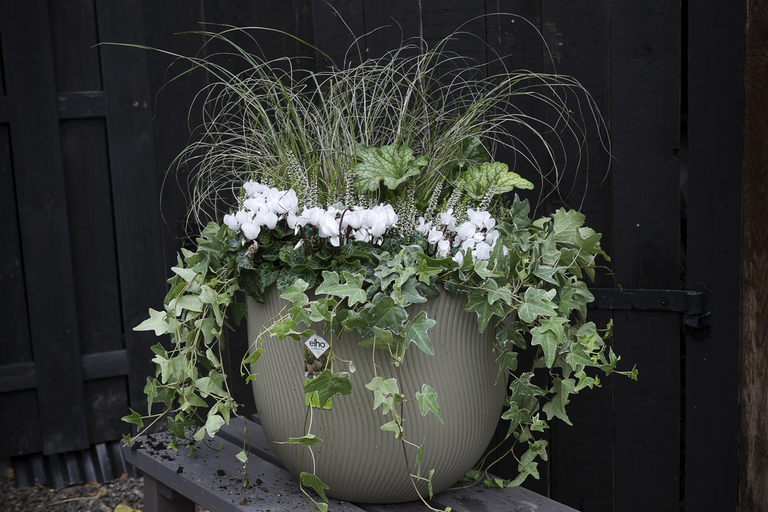 Planterad rund blomkruka av märket Elho med alprevon murgröna gräs och alunrot framför ett trästaket