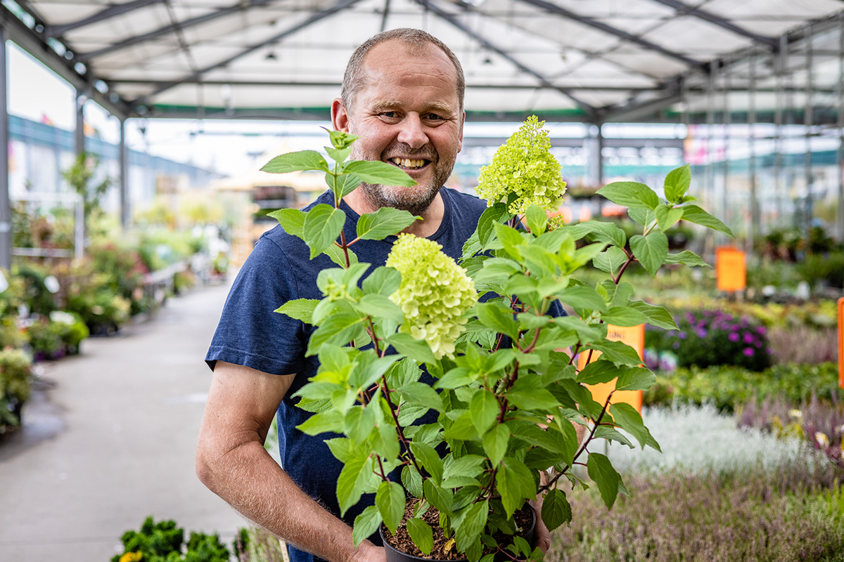 En man håller en krukhortensia med gröna blommor i trädgårdscentret.