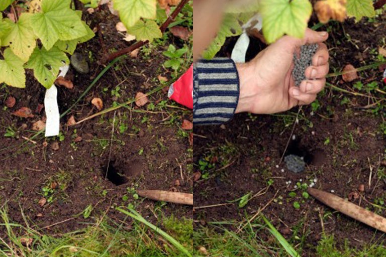 Trädgårdsscen med en person som häller gödsel i ett planteringshål