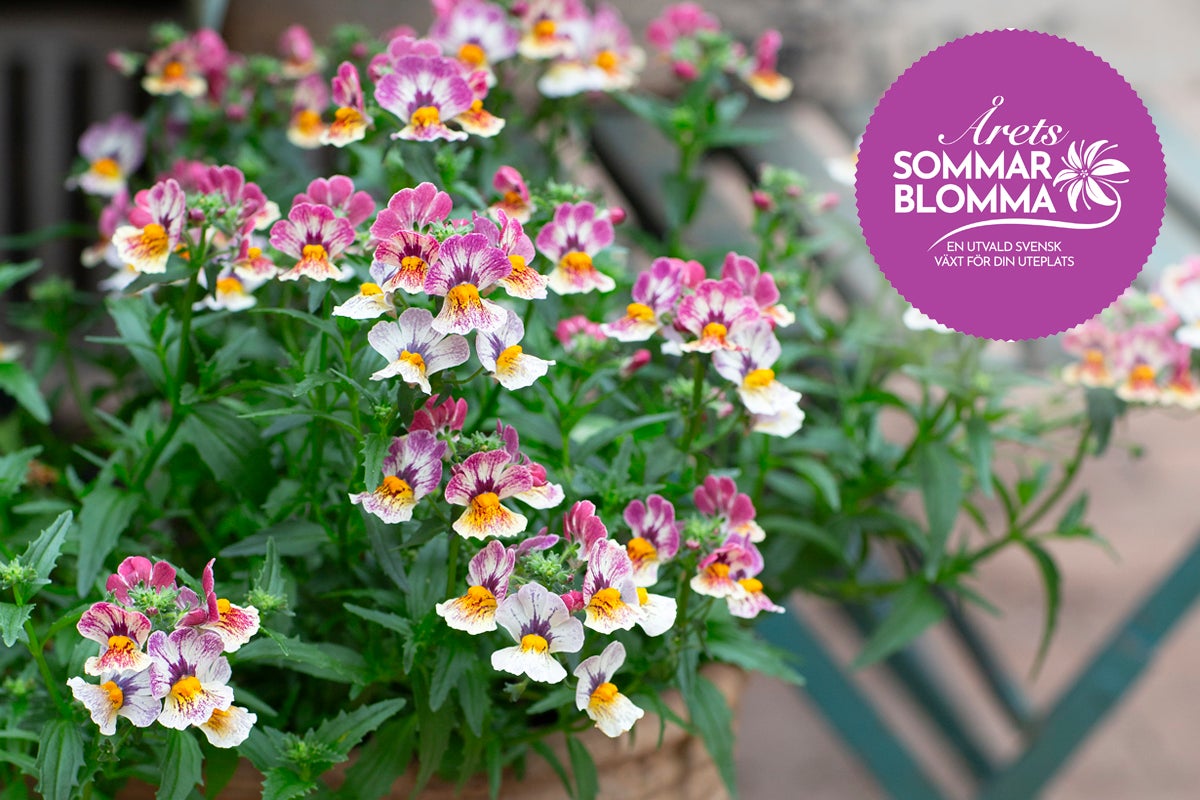 Lila, vita och gula nemesiablommor i kruka med sigillet Årets Sommarblomma.