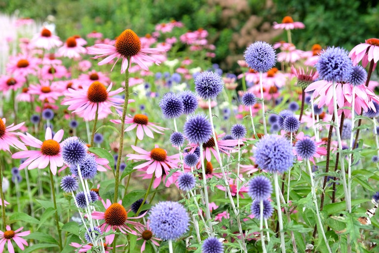 Blomsterbädd med solhatt och klotistlar i trädgården