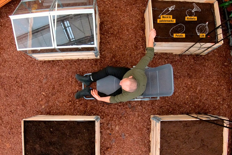 Toppvy av en trädgård med upphöjda bäddar planterade med morötter, palsternackor, rödbetor, potatis och lök, plus en drivbänk och en person på en stol.