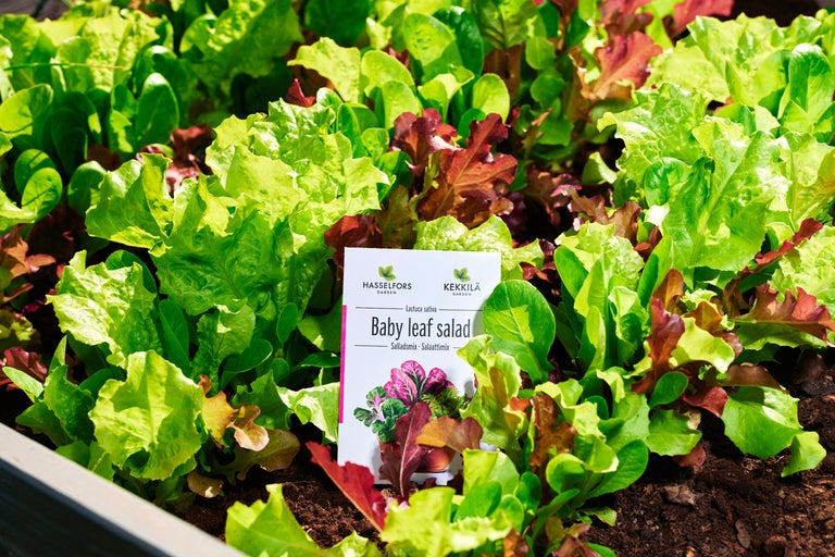 Babyleaf sallad i rabatt med Hasselssfors Garden Logo